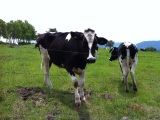 菅平高原牧場の牛たち