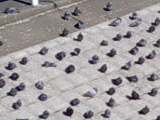 びん沼川付近で日光浴をする鳩の群れ
